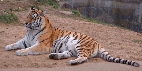 Tiger Psav